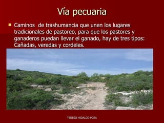 Vía pecuaria Caminos  de trashumancia que unen los lugares tradicionales de pastoreo, para que los pastores y ganaderos puedan llevar el ganado, hay de tres tipos: Cañadas, veredas y cordeles. 