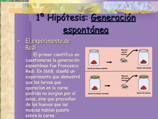 1ª Hipótesis:  Generación espontánea El experimento de Redi El primer científico en cuestionarse la generación espontánea fue Francesco Redi. En 1668, diseñó un experimento que demostró que las larvas que aparecían en la carne podrida no surgían por sí solas, sino que procedían de los huevos que las moscas habían puesto sobre la carne. 