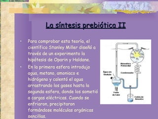 La síntesis prebiótica II Para comprobar esta teoría, el científico Stanley Miller diseñó a través de un experimento la hipótesis de Oparin y Haldane.  En la primera esfera introdujo agua, metano, amoniaco e hidrógeno y calentó el agua arrastrando los gases hasta la segunda esfera, donde los sometió a cargas eléctricas. Cuando se enfriaron, precipitaron formándose moléculas orgánicas sencillas. 