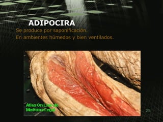 ADIPOCIRA Se produce por saponificación. En ambientes húmedos y bien ventilados. 
