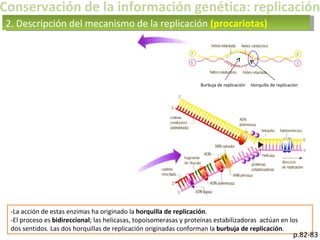 Conservación de la información genética: replicación -La acción de estas enzimas ha originado la  horquilla de replicación .  -El proceso es  bidireccional ; las helicasas, topoisomerasas y proteínas estabilizadoras  actúan en los dos sentidos. Las dos horquillas de replicación originadas conforman la  burbuja de replicación . 2. Descripción del mecanismo de la replicación  (procariotas) p.82-83 Horquilla de replicación Burbuja de replicación 
