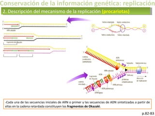 Conservación de la información genética: replicación -Cada una de las secuencias iniciales de ARN o primer y las secuencias de ADN sintetizadas a partir de ellas en la cadena retardada constituyen los  fragmentos de Okazaki . 2. Descripción del mecanismo de la replicación  (procariotas) p.82-83 