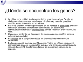 ¿Dónde se encuentran los genes? La célula es la unidad fundamental de los organismos vivos. En ella se distinguen sin excepción, membrana, citoplasma y material genético, muchas veces encerrado en un núcleo. En 1882, Walther Flemming descubrió en los núcleos la  cromatina . Durante la división celular la cromatina se condensaba en estructuras individualizadas llamadas  cromosomas , que se repartían entre las células hijas. Un gen es, por tanto, un fragmento de cromosoma que codifica para un determinado carácter. El  cariotipo  es el conjunto de todos los cromosomas de una célula ordenados.  En humanos está formado por 23 parejas. Todas las células poseen 46 cromosomas, excepto los gametos que, por una división especial llamada meiosis, tienen 23. Con la fecundación, se recupera el número de la especie. 