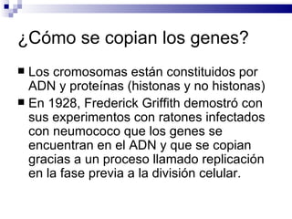 ¿Cómo se copian los genes? Los cromosomas están constituidos por ADN y proteínas (histonas y no histonas) En 1928, Frederick Griffith demostró con sus experimentos con ratones infectados con neumococo que los genes se encuentran en el ADN y que se copian gracias a un proceso llamado replicación en la fase previa a la división celular. 