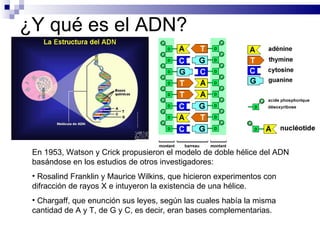 ¿Y qué es el ADN? En 1953, Watson y Crick propusieron el modelo de doble hélice del ADN basándose en los estudios de otros investigadores: Rosalind Franklin y Maurice Wilkins, que hicieron experimentos con difracción de rayos X e intuyeron la existencia de una hélice. Chargaff, que enunción sus leyes, según las cuales había la misma cantidad de A y T, de G y C, es decir, eran bases complementarias. 