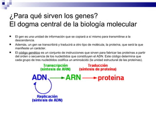 ¿Para qué sirven los genes?  El dogma central de la biología molecular El gen es una unidad de información que se copiará a sí mismo para transmitirse a la descendencia. Además, un gen se transcribirá y traducirá a otro tipo de molécula, la proteína, que será la que manifieste un carácter. El  código genético  es un conjunto de instrucciones que sirven para fabricar las proteínas a partir del orden o secuencia de los nucleótidos que constituyen el ADN. Este código determina que cada grupo de tres nucleótidos codifica un aminoácido (la unidad estructural de las proteínas). 