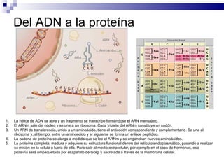 Del ADN a la proteína La hélice de ADN se abre y un fragmento se transcribe formándose el ARN mensajero. El ARNm sale del núcleo y se une a un ribosoma. Cada triplete del ARNm constituye un codón. Un ARN de transferencia, unido a un aminoácido, tiene el anticodón correspondiente y complementario. Se une al ribosoma y, al tiempo, entre un aminoácido y el siguiente se forma un enlace peptídico. La cadena de proteína se alarga a medida que se lee el ARNm y se enganchan nuevos aminoácidos. La proteína completa, madura y adquiere su estructura funcional dentro del retículo endoplasmático, pasando a realizar su misión en la célula o fuera de ella. Para salir al medio extracelular, por ejemplo en el caso de hormonas, esa proteína será empaquetada por el aparato de Golgi y secretada a través de la membrana celular. 