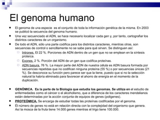 El genoma humano El genoma de una especie  es el conjunto de toda la información genética de la misma. En 2003 se publicó la secuencia del genoma humano. Una vez secuenciado el ADN, se hace necesario localizar cada gen y, por tanto, cartografiar los distintos caracteres de un organismo. De todo el ADN, sólo una parte codifica para los distintos caracteres, mientras otras, son secuencias de control o sencillamente no se sabe para qué sirven. Se distinguen así: Intrones.  El 22 %. Porciones de ADN dentro de un gen que no se emplean en la síntesis proteíca. Exones.  2 %. Porción del ADN de un gen que codifica proteínas. ADN basura.  76 %. La mayor parte del ADN de nuestra célula es ADN basura formada por secuencias repetidas que no codifican ninguna proteína (55 %) o por secuencias únicas (21 %). Se desconoce su función pero parece ser que la tiene, puesto que si no la selección natural la habría eliminado para favorecer el ahorro de energía en el momento de la duplicación. GENÓMICA.  Es la parte de la Biología que estudia los genomas. Se utiliza en  el estudio de enfermedades como el cáncer o el alcoholismo, que a diferencia de los caracteres mendelianos están determinadas por la acción conjunta de equipos de genes (poligenes). PROTEÓMICA.  Se encarga de estudiar todas las proteínas codificadas por el genoma. Él número de genes no está en relación directa con la complejidad del organismo que genera. Así la mosca de la fruta tiene 14.000 genes mientras el trigo tiene 100.000. 