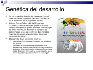 Genética del desarrollo Ha hecho posible descifrar las reglas que rigen el desarrollo de los organismo (la transformación del óvulo fecundado en un organismo adulto). Antonio García-Bellido y Ginés Morata han contribuido a sentar las bases genéticas en este campo, demostrando que los animales se construyen de forma modular, es decir con la expresión de determinados genes se construyen determinadas regiones del cuerpo, y la ordenación de ambos parece ser la misma. El desarrollo de un organismo conlleva: La proliferación  o multiplicación celular, con replicación del genoma. La diferenciación  que requiere la regulación de la expresión del genoma para que se expresen unos genes y otros no, dependiendo de las células que forman cada tejido. (Expresión diferencial) La secuencia de los genes indica lo que tiene que desarrollarse en cada región. 
