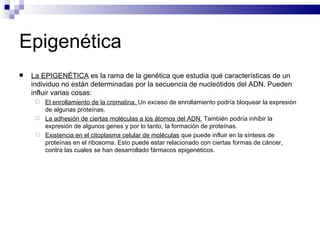 Epigenética La EPIGENÉTICA  es la rama de la genética que estudia qué características de un individuo no están determinadas por la secuencia de nucleótidos del ADN. Pueden influir varias cosas: El enrollamiento de la cromatina.  Un exceso de enrollamiento podría bloquear la expresión de algunas proteínas. La adhesión de ciertas moléculas a los átomos del ADN.  También podría inhibir la expresión de algunos genes y por lo tanto, la formación de proteínas. Existencia en el citoplasma celular de moléculas  que puede influir en la síntesis de proteínas en el ribosoma. Esto puede estar relacionado con ciertas formas de cáncer, contra las cuales se han desarrollado fármacos epigenéticos. 