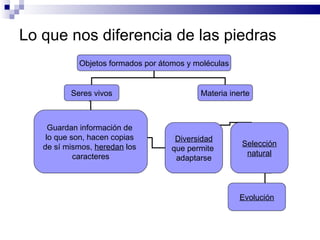 Lo que nos diferencia de las piedras Objetos formados por átomos y moléculas Seres vivos Materia inerte Guardan información de  lo que son, hacen copias  de sí mismos,  heredan  los  caracteres Diversidad que permite  adaptarse Evolución Selección natural 