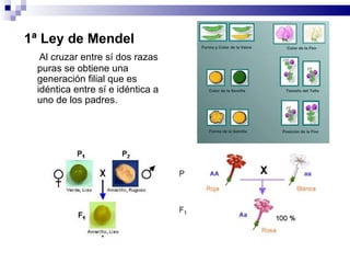 1ª Ley de Mendel      Al cruzar entre sí dos razas puras se obtiene una generación filial que es idéntica entre sí e idéntica a uno de los padres.  