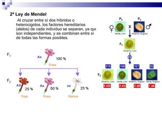 2ª Ley de Mendel        Al cruzar entre sí dos híbridos o heterocigotos, los factores hereditarios (alelos) de cada individuo se separan, ya que son independientes, y se combinan entre sí de todas las formas posibles.  