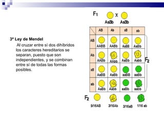 3ª Ley de Mendel        Al cruzar entre sí dos dihíbridos los caracteres hereditarios se separan, puesto que son independientes, y se combinan entre sí de todas las formas posibles.  