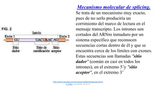 http://perso.wanadoo.es/sancayetano2000/biologia/apu/tema
4_2.htm, consultado, 18-10-15
Mecanismo molecular de splicing.
Se trata de un mecanismo muy exacto,
pues de no serlo produciría un
corrimiento del marco de lectura en el
mensaje transcripto. Los intrones son
cortados del ARNm inmaduro por un
sistema específico que reconocen
secuencias cortas dentro de él y que se
encuentra cerca de los límites con exones.
Estas secuencias son llamadas "sitio
dador" (común en casi en todos los
intrones), en el extremo 5’y "sitio
aceptor", en el extremo 3’
 