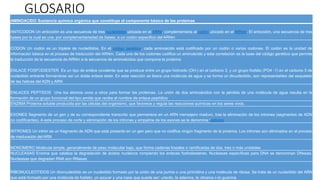 GLOSARIO
CITRONES
POLIMERIZACION
rTP
CEBADO
NUCLEASAS
MONOMERO
INTRONES
EXONES
POLI(A)
RIBONUCLEOTIDOS
ANTICODON
CODON
ENLACES PEPTIDOS
ENLACE FOSFODIESTER
AMINOACIDO Sustancia química orgánica que constituye el componente básico de las proteínas
ANTICODON Un anticodón es una secuencia de tres nucleótidos ubicada en el ARNt, complementaria al codón ubicado en el ARNm. El anticodón, una secuencia de tres
bases por la cual se une, por complementariedad de bases, a un codón especifico del ARNm
CODON Un codón es un triplete de nucleótidos. En el código genético, cada aminoácido está codificado por un codón o varios codones. El codón es la unidad de
información básica en el proceso de traducción del ARNm. Cada uno de los codones codifica un aminoácido y esta correlación es la base del código genético que permite
la traducción de la secuencia de ARNm a la secuencia de aminoácidos que compone la proteína
ENLACE FOSFODIESTER Es un tipo de enláce covalente que se produce entre un grupo hidroxilo (OH-) en el carbono 3, y un grupo fosfáto (PO4 -1) en el carbono 5 de
nucleótido entrante formandose así un doble enlace éster. En esta reacción se libera una molécula de agua y se forma un dinucleótido, son representables del esqueleto
de las hebras del ADN y ARN
ENLACES PEPTIDOS Une los átomos unos a otros para formar las proteínas. La unión de dos aminoácidos con la pérdida de una molécula de agua resulta en la
formación de un grupo funcional del tipo amida que recibe el nombre de enlace peptídico
ENZIMA Proteína soluble producida por las células del organismo, que favorece y regula las reacciones químicas en los seres vivos.
EXONES Segmento de un gen y de su correspondiente transcrito que permanece en un ARN mensajero maduro, tras la eliminación de los intrones (segmentos de ADN
no codificantes). A este proceso de corte y eliminación de los intrones y empalme de los exones se le denomina “splicing
INTRONES Un intrón es un fragmento de ADN que está presente en un gen pero que no codifica ningún fragmento de la proteína. Los intrones son eliminados en el proceso
de maduración del ARN
MONOMERO Molécula simple, generalmente de peso molecular bajo, que forma cadenas lineales o ramificadas de dos, tres o más unidades
NUCLEASAS Enzima que cataliza la degradación de ácidos nucleicos rompiendo los enlaces fosfodiesteres. Nucleasas específicas para DNA se denominan DNasas.
Nucleasas que degradan RNA son RNasas
RIBONUCLEOTIDOS Un ribonucleótido es un nucleótido formado por la unión de una purina o una pirimidina y una molécula de ribosa. Se trata de un nucleótido del ARN
que está formado por una molécula de fosfato, un azúcar y una base que puede ser: uracilo, la adenina, la citosina o la guanina
 