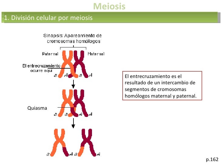 Quiasmas En Meiosis