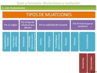 p.277
2. Las mutaciones2. Las mutaciones
Sexo y herencia. Mutaciones y evolución
 