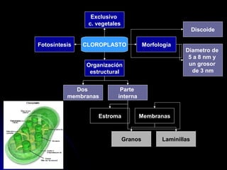 CLOROPLASTO Exclusivo  c. vegetales Morfología Discoide Diametro de  5 a 8 nm y  un grosor  de 3 nm Organización estructur...