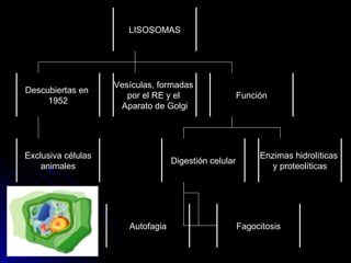 LISOSOMAS Descubiertas en  1952 Vesículas, formadas  por el RE y el  Aparato de Golgi Función Digestión celular Autofagia ...