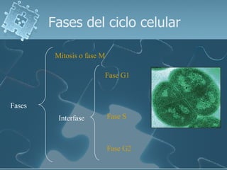 Fases del ciclo celular Fases Mitosis o fase M Interfase Fase G1 Fase S Fase G2 