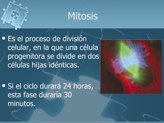 Mitosis Es el proceso de división celular, en la que una célula progenitora se divide en dos células hijas idénticas. Si el ciclo durará 24 horas, esta fase duraría 30 minutos. 