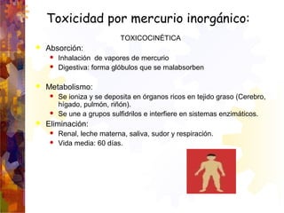 TOXICOCINÉTICA
 Absorción:
 Inhalación de vapores de mercurio
 Digestiva: forma glóbulos que se malabsorben
 Metabolis...