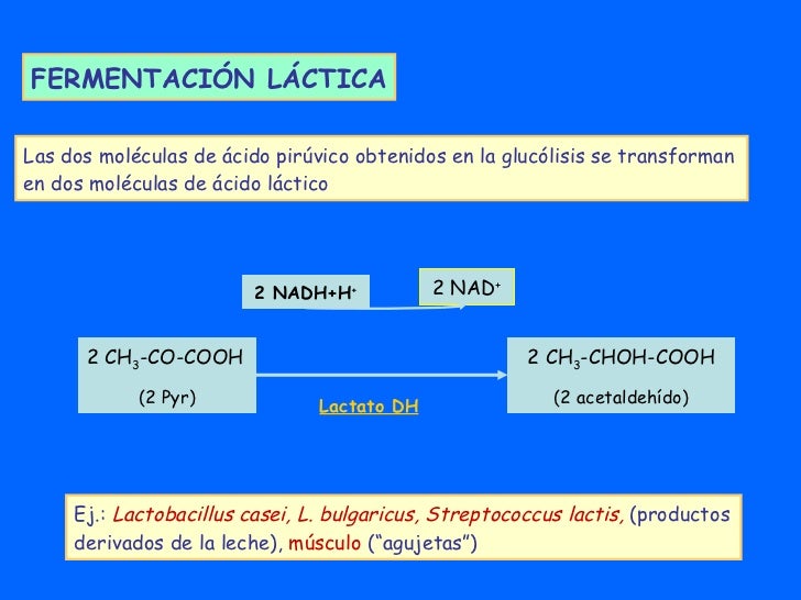 Que Es La Fermentacion Lactica Que Es La Fermentacion Lactica