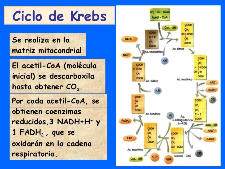 Tema 9 Glucolisis Y Fermentaciones