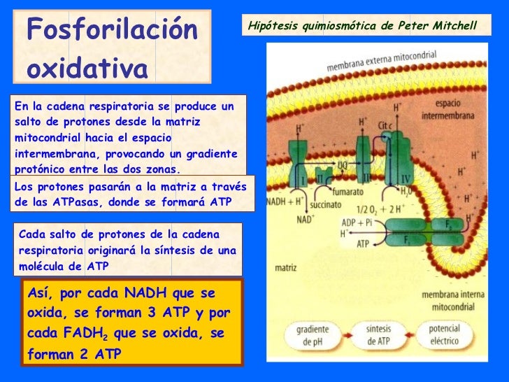 Tema 9 Glucolisis Y Fermentaciones