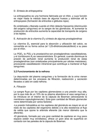 D. Síntesis de eritropoyetina
La eritropoyetina es una hormona fabricada por el riñón, y cuya función
es viajar hasta la médula ósea de algunos huesos y estimular allí la
eritropoyesis (formación de eritrocitos o glóbulos rojos).
Es sintetizada y liberada cuando el riñón detecta hipoxemia (disminución
del oxígeno sanguíneo) en la sangre de los glomérulos. Al aumentar la
producción de eritrocitos aumenta la capacidad de transporte de oxígeno
a los tejidos.
E. Activación de la vitamina D y síntesis de algunas prostaglandinas
La vitamina D3, esencial para la absorción y utilización del calcio, es
convertida en su forma activa (el 1,25-dihidroxicolecalciferol) a su paso
por el riñón.
La PGE3, la PGI2 y la prostaciclina son prostaglandinas vasodilatadoras,
y el tromboxano A2 es vasoconstrictora. En general, cuando disminuye la
presión de perfusión renal aumenta la producción renal de estas
prostaglandinas (son sintetizadas principalmente por células medulares),
provocando vasodilatación intrarrenal que contribuye a mantener el flujo
sanguíneo.
3.2 Funcionamiento de la nefrona
La depuración del plasma sanguíneo y la formación de la orina vienen
determinadas por los procesos de filtración, reabsorción y secreción
llevados a cabo en cada nefrona.
A. Filtración
La sangre fluye por los capilares glomerulares a una presión muy alta,
por lo que más de un 10% de su plasma abandona el vaso sanguíneo y
se introduce en el interior de la cápsula de Bowman (atravesando la
membrana capsuloglomerular). Esta gran cantidad de filtrado glomerular
viene determinada por varios factores:
-La presión hidrostática en los capilares del glomérulo es mayor en en el
resto de los capilares del organismo debido a la alta resistencia al flujo
de salida que opone la arteriola eferente (de menor diámetro que la
aferente).
-El glomérulo, formado por una gran cantidad de capilares en muy poco
espacio (están muy enrollados), ofrece un gran área de superficie en
contacto con las paredes de la cápsula de Bowman.
11
 