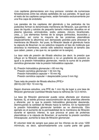-Los capilares glomerulares son muy porosos: constan de numerosas
fenestraciones entre las células epiteliales de sus paredes. Al igual que
el resto de los capilares sanguíneos, están formados exclusivamente por
una fina capa de endotelio.
Las paredes de los capilares del glomérulo y los pedicelos de los
podocitos forman la denominada membrana de filtración, que permite el
paso de líquido y solutos de pequeño tamaño molecular disueltos en el
plasma (glucosa, aminoácidos, sodio, potasio, cloruro, bicarbonato,
urea,...). Los elementos formes de la sangre (eritrocitos, leucocitos y
plaquetas), así como la mayoría de las proteínas plasmáticas
(especialmente la albúmina) son demasiado grandes para atravesar la
membrana de filtración. Así pues, la filtración desde el glomérulo hacia
la cápsula de Bowman no es selectiva respecto al tipo de molécula que
atraviesa la membrana, siendo sólo selectiva respecto al tamaño (las
que caben, pasan, y las que no, se quedan en la sangre).
La tasa neta de presión de filtrado efectiva (es decir, la presión que
influye en la filtración estableciendo o no un gradiente de presión) es
igual a la presión hidrostática glomerular, menos la suma de la presión
osmótica glomerular más la presión hidrostática capsular.
Ej. Presión hidrostática glomerular = 60 mm Hg
Presión osmótica glomerular = 32 mm Hg
Presión hidrostática capsular = 18 mm Hg
Presión osmótica capsular = despreciable (unos 0 mm Hg)
Tasa neta de presión de filtrado efectiva (PFE)=
(60+0)-(32+18)= 10 mm Hg
Según diversos estudios, una PFE de 1 mm Hg da lugar a una tasa de
filtración glomerular (cantidad filtrada hacia la nefrona) de 12,5 ml/min.
La tasa de filtración glomerular puede verse afectada por diversos
factores. Ej. el estrés provoca vasoconstricción de las arteriolas aferente
y eferente, por lo que la presión hidrostática glomerular desciende,
disminuyendo la cantidad de filtrado hacia la nefrona. En la hipotensión
la presión hidrostática glomerular también se ve disminuída. Otro
ejemplo es el aumento de la permeabilidad de la membrana de filtración
durante el ejercicio intenso, lo que provoca el paso de proteínas
plasmáticas a la cápsula de Bowman; al aumentar la presión osmótica
intracapsular, aumenta la tasa de filtración glomerular.
El volumen total de sangre que pasa por los riñones es de unos 1200
ml/minuto, es decir, aproximadamente una cuarta parte del gasto
12
 