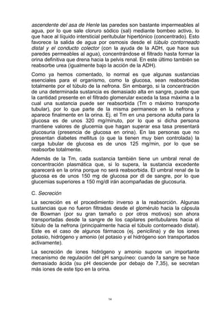 ascendente del asa de Henle las paredes son bastante impermeables al
agua, por lo que sale cloruro sódico (sal) mediante bombeo activo, lo
que hace al líquido intersticial peritubular hipertónico (concentrado). Esto
favorece la salida de agua por osmosis desde el túbulo contorneado
distal y el conducto colector (con la ayuda de la ADH, que hace sus
paredes permeables al agua), concentrándose el filtrado hasta formar la
orina definitiva que drena hacia la pelvis renal. En este último también se
reabsorbe urea (igualmente bajo la acción de la ADH).
Como ya hemos comentado, lo normal es que algunas sustancias
esenciales para el organismo, como la glucosa, sean reabsorbidas
totalmente por el túbulo de la nefrona. Sin embargo, si la concentración
de una determinada sustancia es demasiado alta en sangre, puede que
la cantidad presente en el filtrado glomerular exceda la tasa máxima a la
cual una sustancia puede ser reabsorbida (Tm o máximo transporte
tubular), por lo que parte de la misma permanece en la nefrona y
aparece finalmente en la orina. Ej. el Tm en una persona adulta para la
glucosa es de unos 320 mg/minuto, por lo que si dicha persona
mantiene valores de glucemia que hagan superar esa tasa presentará
glucosuria (presencia de glucosa en orina). En las personas que no
presentan diabetes mellitus (o que la tienen muy bien controlada) la
carga tubular de glucosa es de unos 125 mg/min, por lo que se
reabsorbe totalmente.
Además de la Tm, cada sustancia también tiene un umbral renal de
concentración plasmática que, si lo supera, la sustancia excedente
aparecerá en la orina porque no será reabsorbida. El umbral renal de la
glucosa es de unos 150 mg de glucosa por dl de sangre, por lo que
glucemias superiores a 150 mg/dl irán acompañadas de glucosuria.
C. Secreción
La secreción es el procedimiento inverso a la reabsorción. Algunas
sustancias que no fueron filtradas desde el glomérulo hacia la cápsula
de Bowman (por su gran tamaño o por otros motivos) son ahora
transportadas desde la sangre de los capilares peritubulares hacia el
túbulo de la nefrona (principalmente hacia el túbulo contorneado distal).
Este es el caso de algunos fármacos (ej. penicilina) y de los iones
potasio, hidrógeno y amonio (el potasio y el hidrógeno son transportados
activamente).
La secreción de iones hidrógeno y amonio supone un importante
mecanismo de regulación del pH sanguíneo: cuando la sangre se hace
demasiado ácida (su pH desciende por debajo de 7,35), se secretan
más iones de este tipo en la orina.
14
 