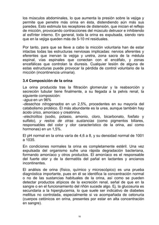 los músculos abdominales, lo que aumenta la presión sobre la vejiga y
permite que penetre más orina en ésta, distendiendo aún más sus
paredes. Esto estimula los receptores de distensión, que inician el reflejo
de micción, provocando contracciones del músculo detrusor e inhibiendo
al esfínter interno. En general, toda la orina es expulsada, siendo raro
que en la vejiga queden más de 5-10 ml residuales.
Por tanto, para que se lleve a cabo la micción voluntaria han de estar
intactas todas las estructuras nerviosas implicadas: nervios aferentes y
eferentes que inervan la vejiga y uretra, zona sacra de la médula
espinal, vías espinales que conectan con el encéfalo, y zonas
encefálicas que controlan la diuresis. Cualquier lesión de alguna de
estas estructuras puede provocar la pérdida de control voluntario de la
micción (incontinencia urinaria).
3.4 Composición de la orina
La orina producida tras la filtración glomerular y la reabsorción y
secreción tubular tiene finalmente, a su llegada a la pelvis renal, la
siguiente composición:
-agua en un 96%
-desechos nitrogenados en un 2,5%, procedentes en su mayoría del
catabolismo protéico. El más abundante es la urea, aunque también hay
ácido úrico, amoníaco y creatinina.
-electrolitos (sodio, potasio, amonio, cloro, bicarbonato, fosfato y
sulfato), y restos de otras sustancias (como pigmentos biliares,
responsables del color y olor característico de la orina, así como
hormonas) en un 1,5%.
El pH normal en la orina varía de 4,6 a 8, y su densidad normal de 1001
a 1035.
En condiciones normales la orina es completamente estéril. Una vez
expulsada del organismo sufre una rápida degradación bacteriana,
formando amoníaco y otros productos. El amoníaco es el responsable
del fuerte olor y de la dermatitis del pañal en lactantes y ancianos
incontinentes.
El análisis de orina (físico, químico y microscópico) es una prueba
diagnóstica importante, pues en él se identifica la concentración normal
o no de las sustancias habituales de la orina, así como se pueden
detectar productos atípicos de la excreción renal, señal de que en la
sangre o en el funcionamiento del riñón sucede algo. Ej. la glucosuria es
secundaria a la hiperglucemia, lo que suele ser indicativo de diabetes
mellitus no controlada, especialmente si va acompañada de cetonuria
(cuerpos cetónicos en orina, presentes por estar en alta concentración
en sangre).
16
 
