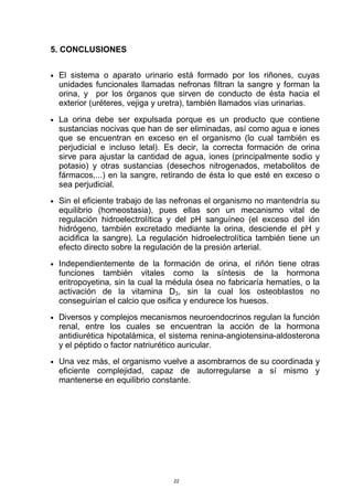 5. CONCLUSIONES
 
El sistema o aparato urinario está formado por los riñones, cuyas
unidades funcionales llamadas nefronas filtran la sangre y forman la
orina, y por los órganos que sirven de conducto de ésta hacia el
exterior (uréteres, vejiga y uretra), también llamados vías urinarias.
 
La orina debe ser expulsada porque es un producto que contiene
sustancias nocivas que han de ser eliminadas, así como agua e iones
que se encuentran en exceso en el organismo (lo cual también es
perjudicial e incluso letal). Es decir, la correcta formación de orina
sirve para ajustar la cantidad de agua, iones (principalmente sodio y
potasio) y otras sustancias (desechos nitrogenados, metabolitos de
fármacos,...) en la sangre, retirando de ésta lo que esté en exceso o
sea perjudicial.
 
Sin el eficiente trabajo de las nefronas el organismo no mantendría su
equilibrio (homeostasia), pues ellas son un mecanismo vital de
regulación hidroelectrolítica y del pH sanguíneo (el exceso del ión
hidrógeno, también excretado mediante la orina, desciende el pH y
acidifica la sangre). La regulación hidroelectrolítica también tiene un
efecto directo sobre la regulación de la presión arterial.
 
Independientemente de la formación de orina, el riñón tiene otras
funciones también vitales como la síntesis de la hormona
eritropoyetina, sin la cual la médula ósea no fabricaría hematíes, o la
activación de la vitamina D3, sin la cual los osteoblastos no
conseguirían el calcio que osifica y endurece los huesos.
 
Diversos y complejos mecanismos neuroendocrinos regulan la función
renal, entre los cuales se encuentran la acción de la hormona
antidiurética hipotalámica, el sistema renina-angiotensina-aldosterona
y el péptido o factor natriurético auricular.
 
Una vez más, el organismo vuelve a asombrarnos de su coordinada y
eficiente complejidad, capaz de autorregularse a sí mismo y
mantenerse en equilibrio constante.
22
 