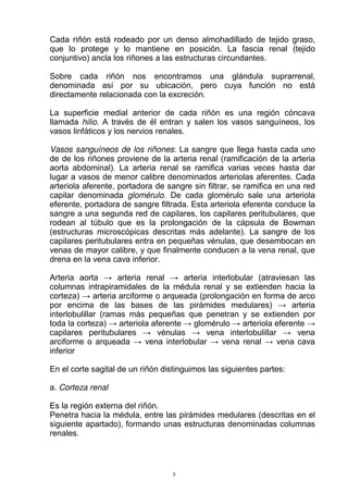 Cada riñón está rodeado por un denso almohadillado de tejido graso,
que lo protege y lo mantiene en posición. La fascia renal (tejido
conjuntivo) ancla los riñones a las estructuras circundantes.
Sobre cada riñón nos encontramos una glándula suprarrenal,
denominada así por su ubicación, pero cuya función no está
directamente relacionada con la excreción.
La superficie medial anterior de cada riñón es una región cóncava
llamada hilio. A través de él entran y salen los vasos sanguíneos, los
vasos linfáticos y los nervios renales.
Vasos sanguíneos de los riñones: La sangre que llega hasta cada uno
de de los riñones proviene de la arteria renal (ramificación de la arteria
aorta abdominal). La arteria renal se ramifica varias veces hasta dar
lugar a vasos de menor calibre denominados arteriolas aferentes. Cada
arteriola aferente, portadora de sangre sin filtrar, se ramifica en una red
capilar denominada glomérulo. De cada glomérulo sale una arteriola
eferente, portadora de sangre filtrada. Esta arteriola eferente conduce la
sangre a una segunda red de capilares, los capilares peritubulares, que
rodean al túbulo que es la prolongación de la cápsula de Bowman
(estructuras microscópicas descritas más adelante). La sangre de los
capilares peritubulares entra en pequeñas vénulas, que desembocan en
venas de mayor calibre, y que finalmente conducen a la vena renal, que
drena en la vena cava inferior.
Arteria aorta arteria renal arteria interlobular (atraviesan las
columnas intrapiramidales de la médula renal y se extienden hacia la
corteza) arteria arciforme o arqueada (prolongación en forma de arco
por encima de las bases de las pirámides medulares) arteria
interlobulillar (ramas más pequeñas que penetran y se extienden por
toda la corteza) arteriola aferente glomérulo arteriola eferente
capilares peritubulares vénulas vena interlobulillar vena
arciforme o arqueada vena interlobular vena renal vena cava
inferior
En el corte sagital de un riñón distinguimos las siguientes partes:
a. Corteza renal
Es la región externa del riñón.
Penetra hacia la médula, entre las pirámides medulares (descritas en el
siguiente apartado), formando unas estructuras denominadas columnas
renales.
3
 