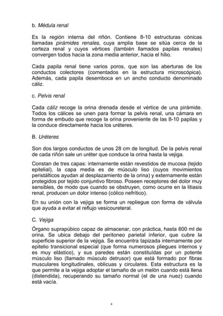 b. Médula renal
Es la región interna del riñón. Contiene 8-10 estructuras cónicas
llamadas pirámides renales, cuya amplia base se sitúa cerca de la
corteza renal y cuyos vértices (también llamados papilas renales)
convergen todos hacia la zona media anterior, hacia el hilio.
Cada papila renal tiene varios poros, que son las aberturas de los
conductos colectores (comentados en la estructura microscópica).
Además, cada papila desemboca en un ancho conducto denominado
cáliz.
c. Pelvis renal
Cada cáliz recoge la orina drenada desde el vértice de una pirámide.
Todos los cálices se unen para formar la pelvis renal, una cámara en
forma de embudo que recoge la orina proveniente de las 8-10 papilas y
la conduce directamente hacia los uréteres.
B. Uréteres
Son dos largos conductos de unos 28 cm de longitud. De la pelvis renal
de cada riñón sale un uréter que conduce la orina hasta la vejiga.
Constan de tres capas: internamente están revestidos de mucosa (tejido
epitelial), la capa media es de músculo liso (cuyos movimientos
peristálticos ayudan al desplazamiento de la orina) y externamente están
protegidos por tejido conjuntivo fibroso. Poseen receptores del dolor muy
sensibles, de modo que cuando se obstruyen, como ocurre en la litiasis
renal, producen un dolor intenso (cólico nefrítico).
En su unión con la vejiga se forma un repliegue con forma de válvula
que ayuda a evitar el reflujo vesicoureteral.
C. Vejiga
Órgano suprapúbico capaz de almacenar, con práctica, hasta 800 ml de
orina. Se ubica debajo del peritoneo parietal inferior, que cubre la
superficie superior de la vejiga. Se encuentra tapizada internamente por
epitelio transicional especial (que forma numerosos pliegues internos y
es muy elástico), y sus paredes están constituídas por un potente
músculo liso (llamado músculo detrusor) que está formado por fibras
musculares longitudinales, oblicuas y circulares. Esta estructura es la
que permite a la vejiga adoptar el tamaño de un melón cuando está llena
(distendida), recuperando su tamaño normal (el de una nuez) cuando
está vacía.
4
 