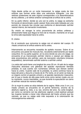 Vista desde arriba en un corte transversal, la vejiga costa de tres
orificios que forman entre ellos una estructura triangular. Los dos
vértices posteriores de este trígono corresponden a la desembocadura
de los uréteres, y el vértice anterior corresponde al orificio de la uretra.
En su parte inferior, donde se une con la uretra, la vejiga se estrecha
formando el denominado cuello vesical. Esta zona está rodeada por una
porción de músculo liso circular que conforma el denominado esfínter
vesical interno, de inervación involuntaria.
Su misión es recoger la orina proveniente de ambos uréteres y
almacenarla hasta que llegue la hora de la micción, momento en el que
la orina sale expulsada hacia la uretra.
D. Uretra
Es el conducto que comunica la vejiga con el exterior del cuerpo. El
meato urinario es el orificio externo de la uretra.
Internamente se encuentra revestida de epitelio mucoso. Sobre él se
encuentra una pared de músculo liso, recubierta externamente por tejido
conjuntivo. En su parte superior, en la zona donde se une a la vejiga, se
encuentra el ya mencionado esfínter interno o vesical; por debajo de
éste encontramos otro esfínter, pero de inervación voluntaria (músculo
esquelético), denominado esfínter externo o esfínter uretral.
La uretra del varón tiene una longitud de unos 20 cm. Al salir de la vejiga
masculina atraviesa una glándula del aparato reproductor llamada
próstata, la cual cuenta con numerosos orificios que drenan semen
hacia la uretra. Cuando sale de la próstata, la uretra continúa hacia la
base del pene y discurre a través de él. Por tanto, en el varón se trata de
un órgano común al aparato urinario y al aparato reproductor masculino,
por lo que a través de ella pasa tanto orina como semen (cada uno en
su momento, nunca mezclados, ya que durante la eyaculación se cierra
el esfínter vesical de manera refleja).
En la mujer la uretra se sitúa delante de la vagina. Mide unos 3 cm y su
meato urinario se encuentra en el periné femenino, encima de la
abertura vaginal (y, ésta, a su vez, encima del ano). Su corta longitud,
así como su cercanía con las aberturas vaginal y anal explican porqué
las mujeres tienden a tener más infecciones del tracto urinario que los
varones, ya que su vejiga está más expuesta a la colonización de
microorganismos externos.
5
 