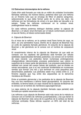 2.2 Estructura microscópica de la nefrona
Cada riñón está formado por más de un millón de unidades funcionales
llamadas nefronas. De manera básica, podemos decir que una nefrona
es un finísimo tubo que se encarga de filtrar el plasma sanguíneo,
seleccionando lo que debe formar parte de la orina (es decir, las
nefronas son las formadoras de orina) o lo que debe ser devuelto a la
sangre. Todas las nefronas comienzan en la corteza renal,
prolongándose hacia la médula.
En cada nefrona podemos distinguir distintas partes: la cápsula de
Bowman y el túbulo renal (formado por el túbulo contorneado proximal,
el asa de Henle y el túbulo contorneado distal)
A. Cápsula de Bowman
Es el inicio de la nefrona, en la corteza renal.Tiene forma de copa, es
decir, es una semiesfera hueca. Dentro de la cápsula de Bowman hay
un ovillo de capilares llamado glomérulo. Al conjunto de la cápsula de
Bowman y del glomérulo se le conoce con el nombre de corpúsculo
renal.
El revestimiento interno de la cápsula de Bowman (el que está en
contacto con los capilares del glomérulo) está formado por células
epiteliales especializadas llamadas podocitos y se conoce con el nombre
de capa visceral. Los podocitos tienen numerosas prolongaciones
citoplasmáticas (denominadas procesos podocitarios) que cubren la
superficie de la mayor parte del glomérulo. Los procesos podocitarios en
realidad son ramas del cuerpo celular del podocito, que se dividen en
ramas secundarias, que a su vez continúan dividiéndose en numerosas
ramitas que forman una red y que terminan en unos pequeños pies
denominados pedicelos. Los pedicelos están muy unidos entre sí, y al
finísimo espacio que hay entre dos adyacentes se le denomina
hendidura de filtración.
Entre el endotelio glomerular y los pedicelos de la cápsula de Bowman
hay una fina membrana o lámina basal glucoprotéica. Al conjunto del
endotelio, la lámina basal y la capa visceral de la cápsula de Bowman se
le conoce con el nombre de membrana capsuloglomerular.
La capa externa de la cápsula (también llamada capa parietal) está
formada por epitelio escamoso simple.
Las nefronas cuya cápsula de Bowman está más cerca de la médula se
conocen con el nombre de nefronas yuxtamedulares, y las que tienen la
cápsula de Bowman más cerca de la superficie de la corteza se llaman
nefronas corticales. Éstas últimas suponen un 85% del total de las
nefronas.
6
 