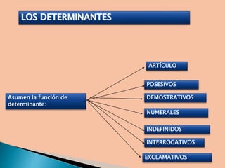 LOS DETERMINANTES
ARTÍCULO
POSESIVOS
DEMOSTRATIVOS
NUMERALES
INDEFINIDOS
INTERROGATIVOS
EXCLAMATIVOS
Asumen la función de
determinante:
 