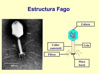 Estructura Fago Cola Fibras Placa basal Cabeza Collar contráctil 