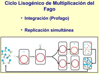 Ciclo Lisogénico de Multiplicación del Fago Integración (Profago) Replicación simultánea 