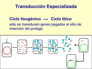 Transducción Especializada Ciclo lisogénico  Ciclo lítico sólo se transducen genes pegados al sitio de inserción del profago 
