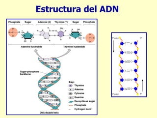 Estructura del ADN 