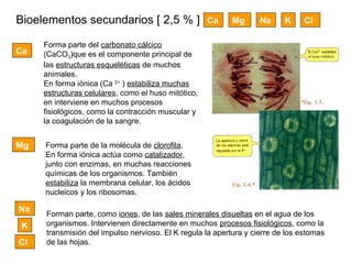 Bioelementos secundarios [ 2,5 % ] Ca Mg Na K Cl Ca Forma parte del  carbonato cálcico  (CaCO 3 )que es el componente principal de las  estructuras esqueléticas  de muchos animales. En forma iónica (Ca  2+  )  estabiliza muchas estructuras celulares , como el huso mitótico, en interviene en muchos procesos fisiológicos, como la contracción muscular y la coagulación de la sangre. Mg Forma parte de la molécula de  clorofila . En forma iónica actúa como  catalizador , junto con enzimas, en muchas reacciones químicas de los organismos. También  estabiliza  la membrana celular, los ácidos nucleicos y los ribosomas. Na K Cl Forman parte, como  iones , de las  sales minerales disueltas  en el agua de los organismos. Intervienen directamente en muchos  procesos fisiológicos , como la transmisión del impulso nervioso. El K regula la apertura y cierre de los estomas de las hojas. 