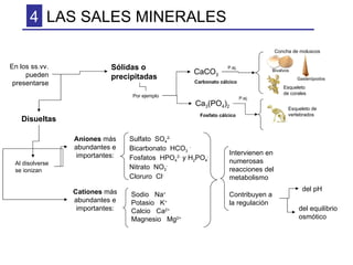 LAS SALES MINERALES 4 En los ss.vv. pueden presentarse Sólidas o precipitadas Disueltas Por ejemplo CaCO 3 Ca 3 (PO 4 ) 2 Carbonato cálcico Fosfato cálcico Concha de moluscos Esqueleto de vertebrados Esqueleto de corales Bivalvos Gasterópodos P.ej. P.ej. Aniones  más abundantes e importantes: Sulfato  SO 4 2- Bicarbonato  HCO 3   - Fosfatos  HPO 4 2-  y H 2 PO 4 - Nitrato  NO 3 - Cloruro  Cl - Cationes  más abundantes e importantes: Sodio  Na + Potasio  K + Calcio  Ca 2+ Magnesio  Mg 2+ Al disolverse se ionizan Intervienen en numerosas reacciones del metabolismo del pH del equilibrio osmótico Contribuyen a la regulación 