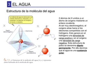 EL AGUA 3 Estructura de la molécula del agua 2 átomos de H unidos a un átomo de oxígeno mediante un enlace covalente. Al s...