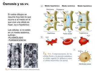 Ósmosis y ss.vv. <ul><li>En estos dibujos se resume muy bien lo que ocurre si el medio en el que vive una célula es hiper,...