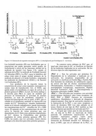 Tema 1: Mecanismos de Transducción de Señales por receptores de Membrana




Figura 1.9. Generación de segundos mensajeros (IP3 e 1,2-diacilglicerol) por Fosfolipasas C (ver texto).

Los fosfatidil inositoles (PI) son fosfolípidos que se                          Se conocen varios subtipos de PLC que, al
caracterizan por poder presentar varios grados de                       igual que vimos para la AC, se clasifican en función
fosforilación a través de las funciones alcohol de la                   de las moléculas implicadas en su activación. De los
molécula de inositol (ver figura 1.9), siendo el                        diversos tipos los más importantes son:
substrato de la PLC la molécula de Fosfatidil Inositol
4,5 bifosfato (PIP 2). La PLC causa la hidrólisis del                   -PLC β .- Son las activadas por proteínas G.
enlace éster entre el grupo alcohol primario de la                      Dependiendo de la subunidad a implicada en su
molécula de glicerol y el ácido fosfórico, originando                   activación, los receptores responsables de su
las moléculas de diacilglicerol (DAG) y de Inositol                     activación se clasifican en Familia Gq y Familia Gi.
1,4,5-trifosfato (IP3).                                                 Son bastantes las moléculas de señalización capaces
        Los productos de la reacción tienen la                          de activar este tipo de efector: neurotransmisores
característica de actuar como segundos mensajeros en                    (Noradrenalina, Acetilcolina o 5-hidróxi-triptamina),
sendas rutas de transducción. Así, el DAG, que                          neuropéptidos (vasopresina, angiotensina, Péptido
queda unido a la membrana, es capaz de activar a la                     Intestinal Vasoactivo -VIP-, o colecistoquimina) u
protein-quinasa C (PKC), la cual, de forma análoga a                    hormonas (glucagón, GnRH, TRH).
la descrita para PKA es capaz de modular por                            -PLC γ .- Son activadas por receptores con actividad
procesos de fosforilación la actividad de muchas                        tirosin-quinasa intrínseca, tales como receptores de
proteínas, ya sean de membrana, citosólicas o                           EGF, FGF o PDGF (factores de crecimiento
factores de transcripción. Por su parte, el IP3, que es                 epidérmico, fibroblástico y derivado de plaquetas,
soluble en el citoplasma, mediante su interacción con                   respectivamente). Este tipo de activación consiste en
canales de Ca2+ tetraméricos, situados fundamental-                     la interacción de la PLC γ con estos receptores a
mente en el retículo endoplásmico, puede incrementar                    través de dominios SH2 (ver más adelante en el
las concentraciones de Ca2+ citosólico de 10 a 1000                     tema). Dentro de este tipo de PLC también se han
veces. El aumento en las concentraciones de este ion                    descrito algunas que pueden ser activadas por Ca2+ .
activa la función de varias proteínas que son                                   Al igual que vimos para la ruta activada por
dependientes de él. Entre estas proteínas dependientes                  AC, la ruta de la PLC es inactivada de forma
de Ca2+ destaca la Calmodulina una proteína                             parecida. El catabolismo (inactivación) de los
reguladora de ciertas proteína quinasas (PK Ca-                         segundos mensajeros implica varios pasos
CaM), las cuales, una vez activadas, tienen efectos                     enzimáticos (figura 1.10) que finalizan en la
análogos a los descritos para otras proteína quinasas.                  formación de Fosfatidil Inositol 4,5 bifosfato; es
                                                                        decir, el PIP 2, que era el substrato de la PLC, se



                                                                    9
 