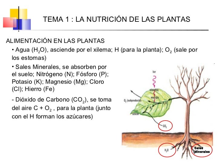 Tema 01 (La nutrición de las plantas)